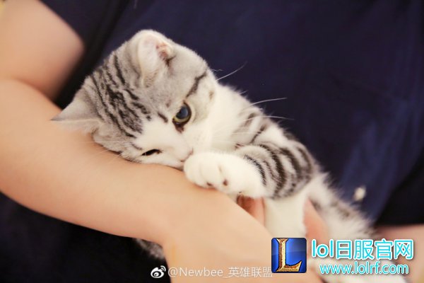 战队萌宠大盘点 队霸NICE人见人爱